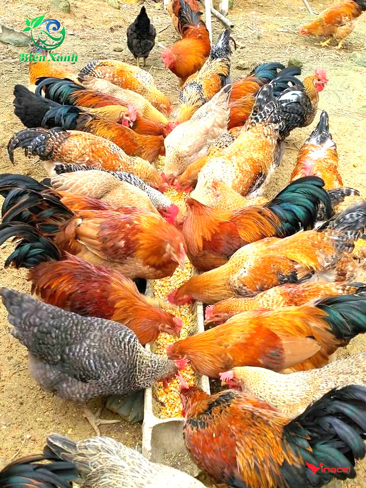  Gà Tiên Yên - Hương vị đặc trưng 